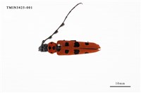 藏品(紅星天牛)的圖片